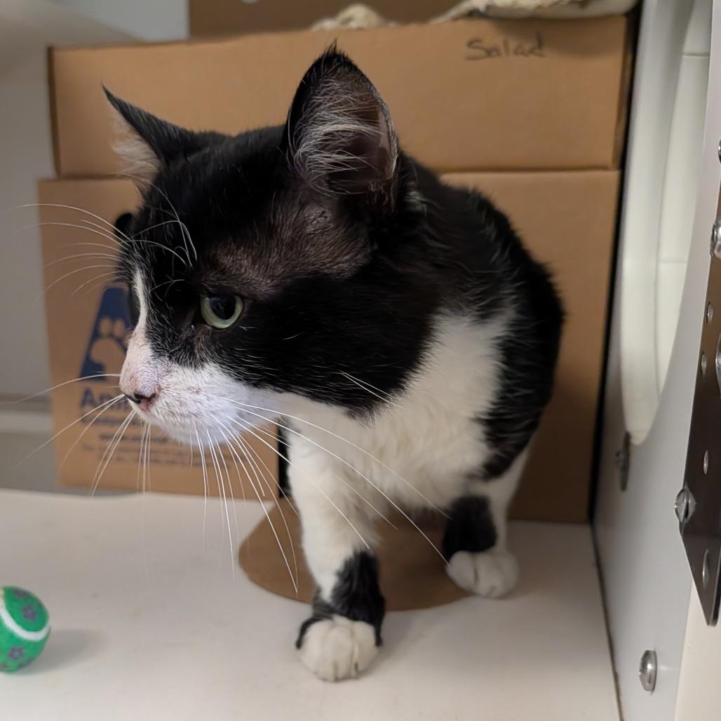 Enlarge Salad, a Adoptable Domestic Short Hair in Novelty, OH image 4/5