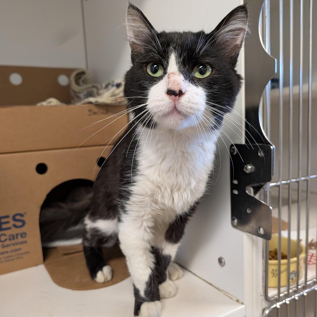 Enlarge Salad, a Adoptable Domestic Short Hair in Novelty, OH image 5/5