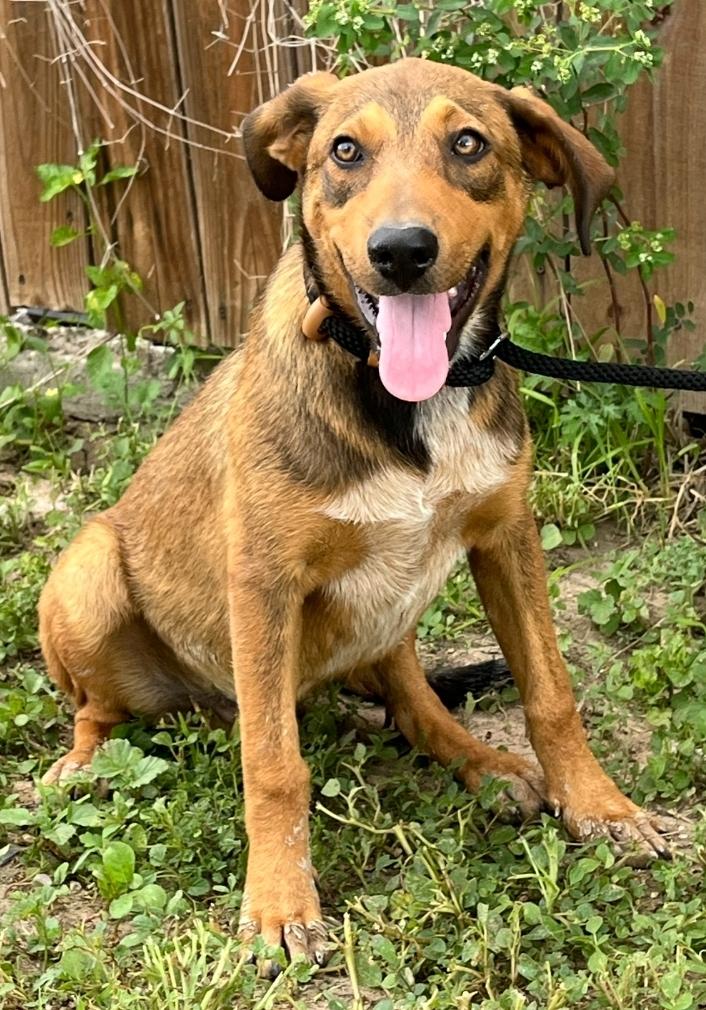 Milo, a ADOPTABLE mixed breed in Sharon, CT image 4/4
