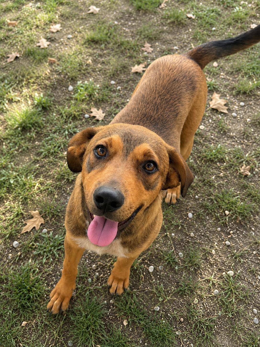 Milo, ADOPTABLE, Young Male Labrador Retriever & German Shepherd Dog.