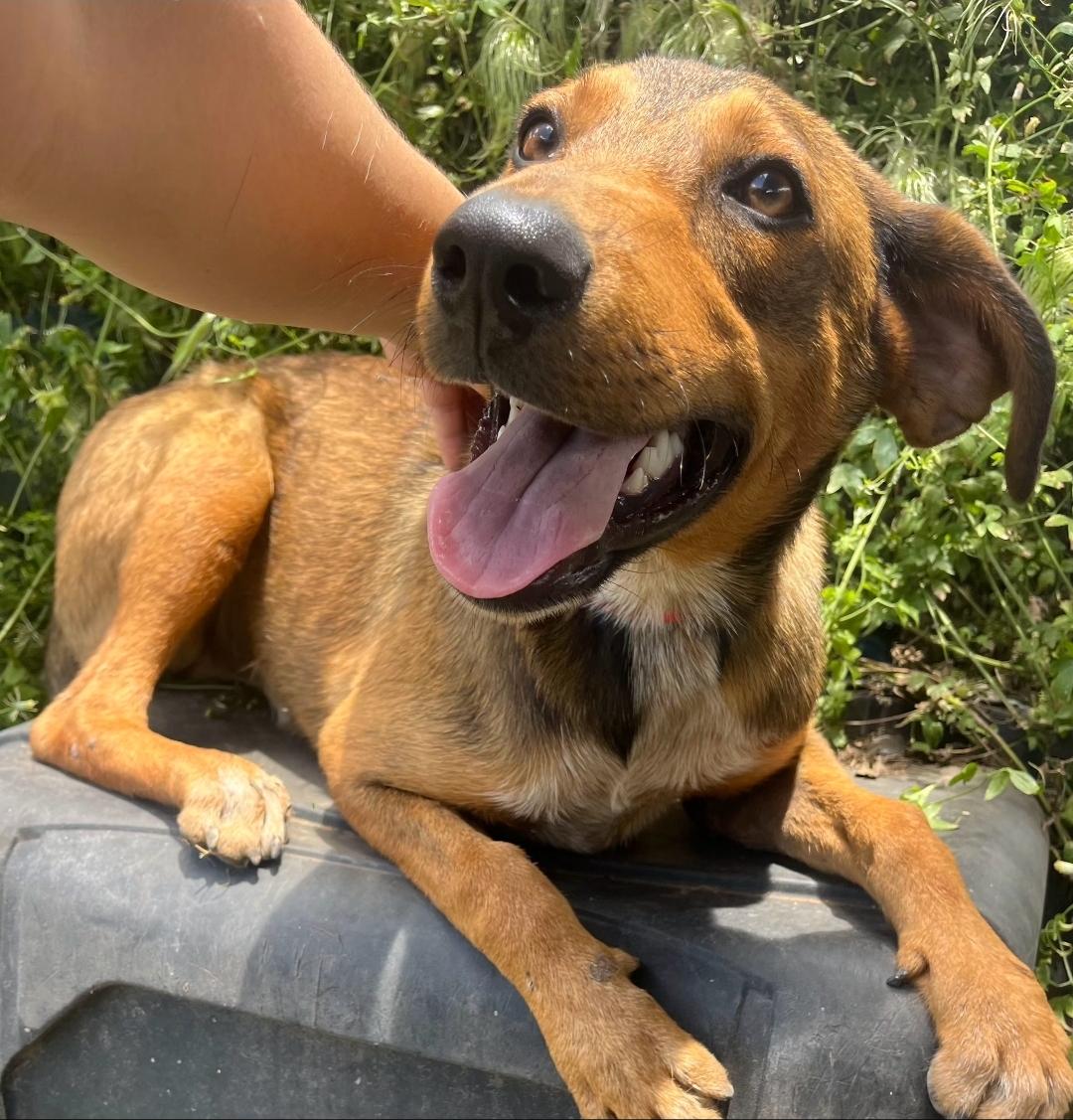 Milo, a ADOPTABLE mixed breed in Sharon, CT image 2/4
