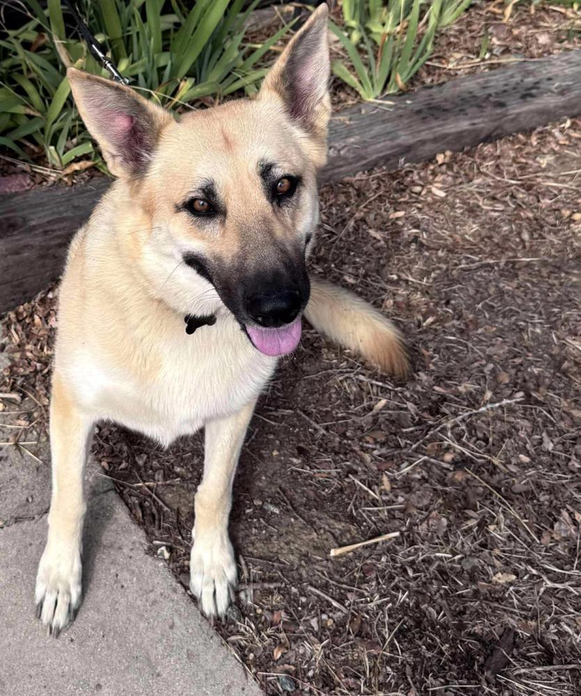 Sassy, Adoptable, Adult Female Pumi.