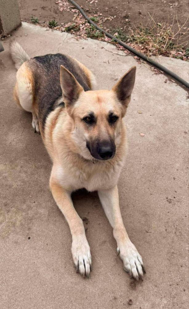 Sassy, a Adoptable Pumi in Santa Clarita, CA image 2/2