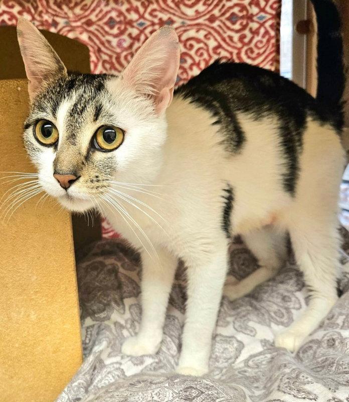 Violet, a Adoptable Domestic Short Hair in Delran, NJ image 2/3