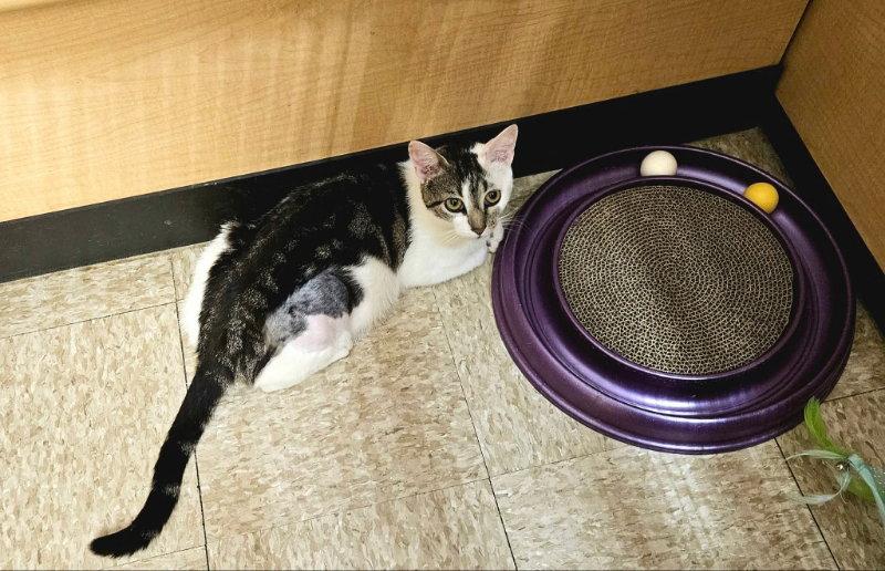 Violet, a Adoptable Domestic Short Hair in Delran, NJ image 3/3