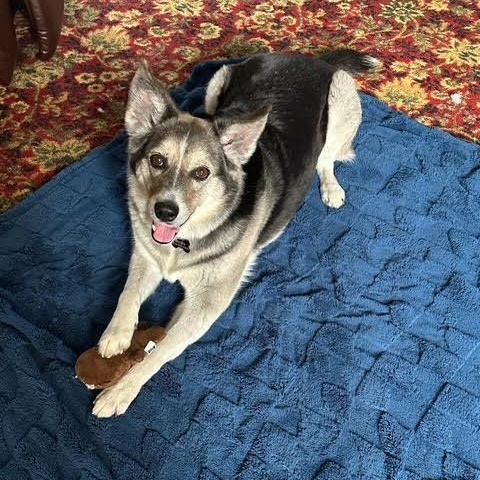 Bonita