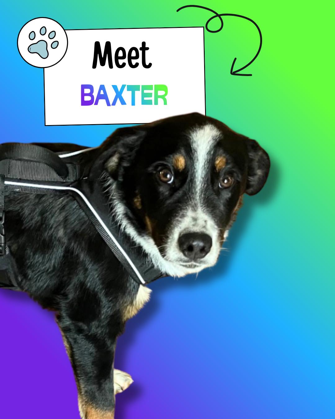 Enlarge Baxter, a ADOPTABLE mixed breed in Sulphur, KY image 1/6