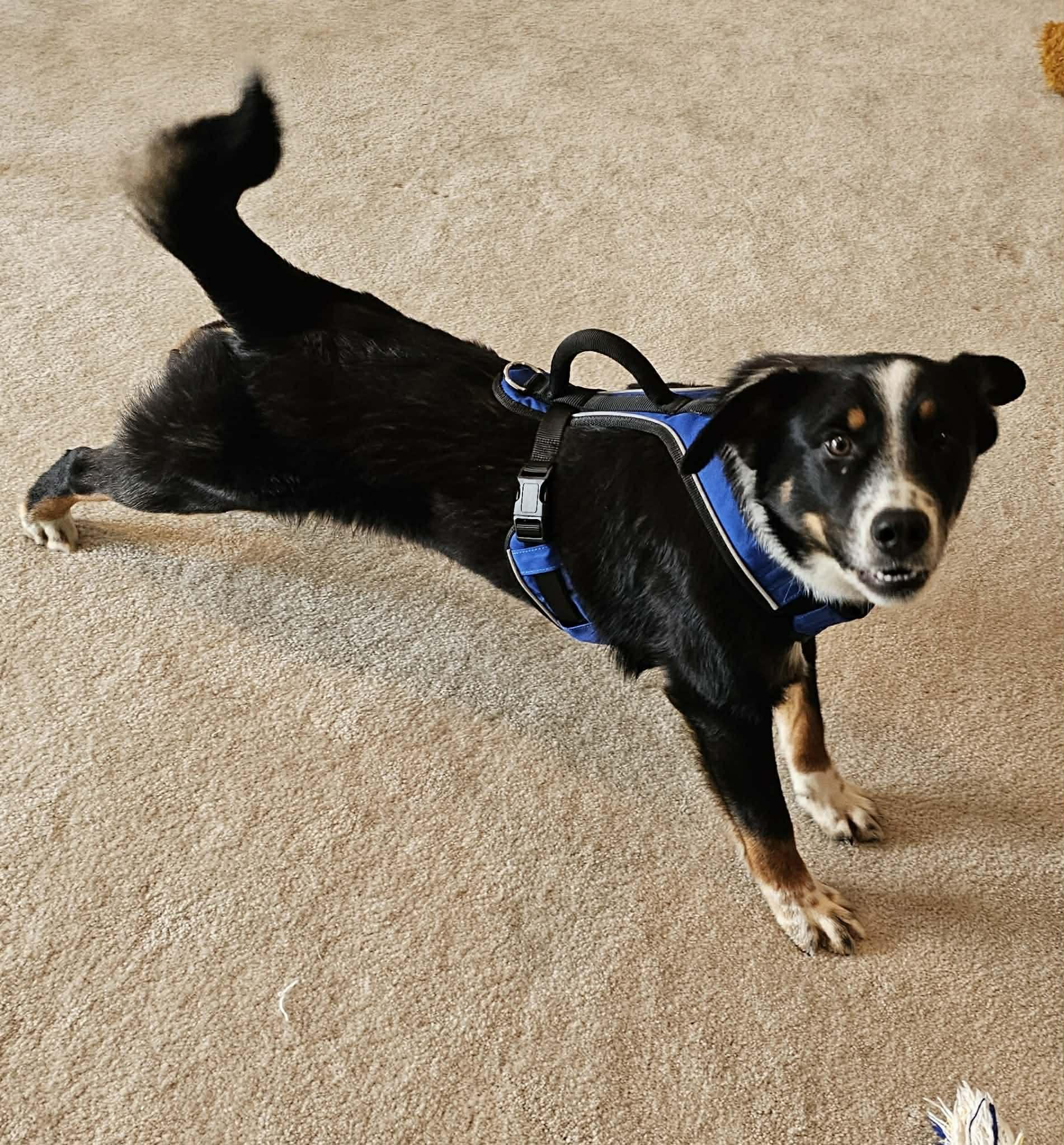 Enlarge Baxter, a ADOPTABLE mixed breed in Sulphur, KY image 2/6