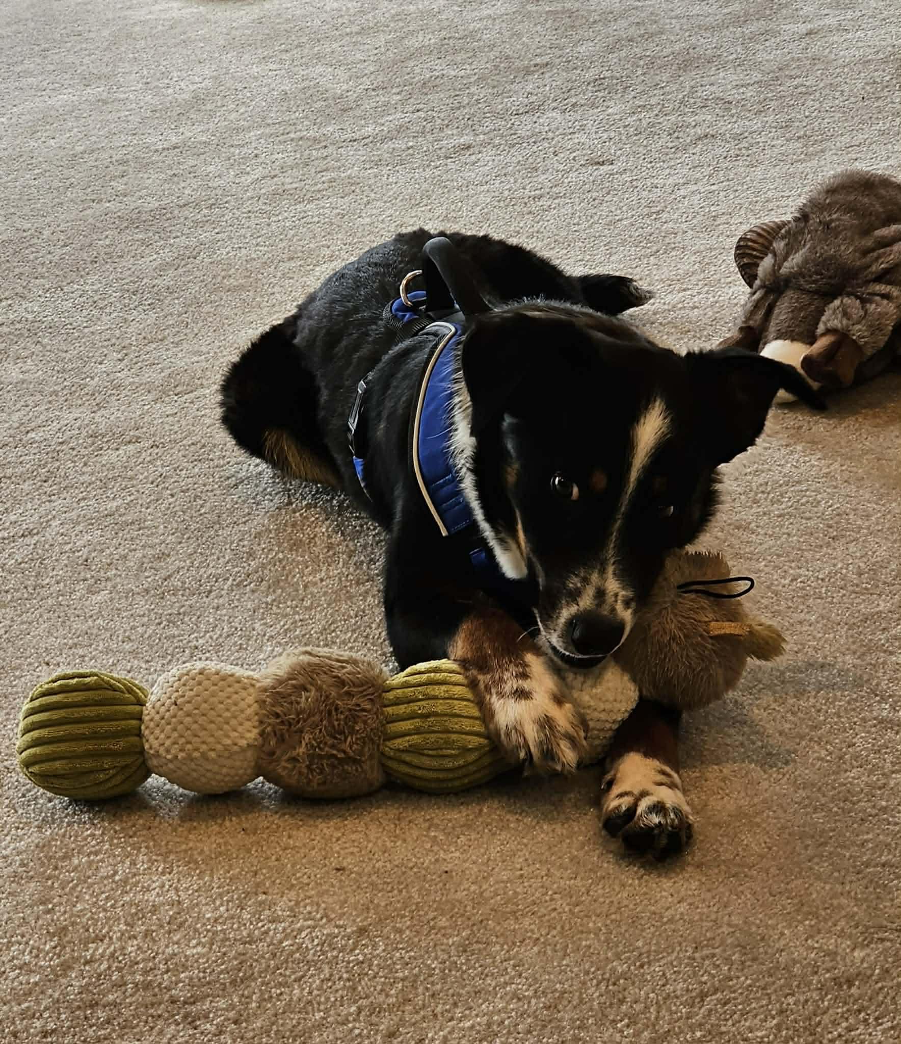 Enlarge Baxter, a ADOPTABLE mixed breed in Sulphur, KY image 3/6