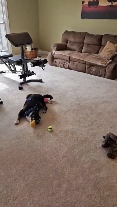 Enlarge Baxter, a ADOPTABLE mixed breed in Sulphur, KY video 6/6