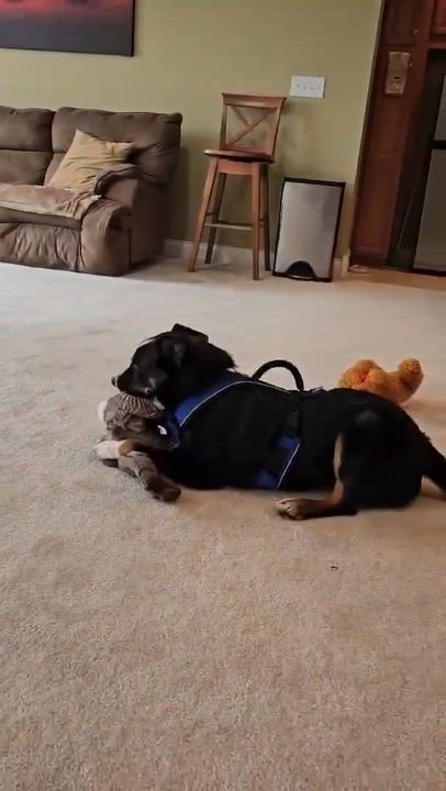 Enlarge Baxter, a ADOPTABLE mixed breed in Sulphur, KY video 5/6