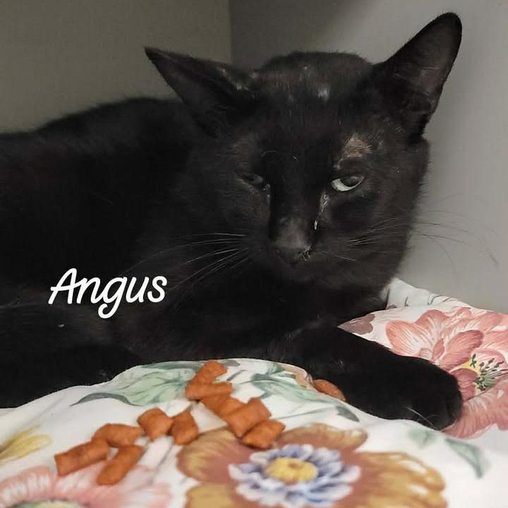 Angus, Adoptable, Senior Male Domestic Short Hair.