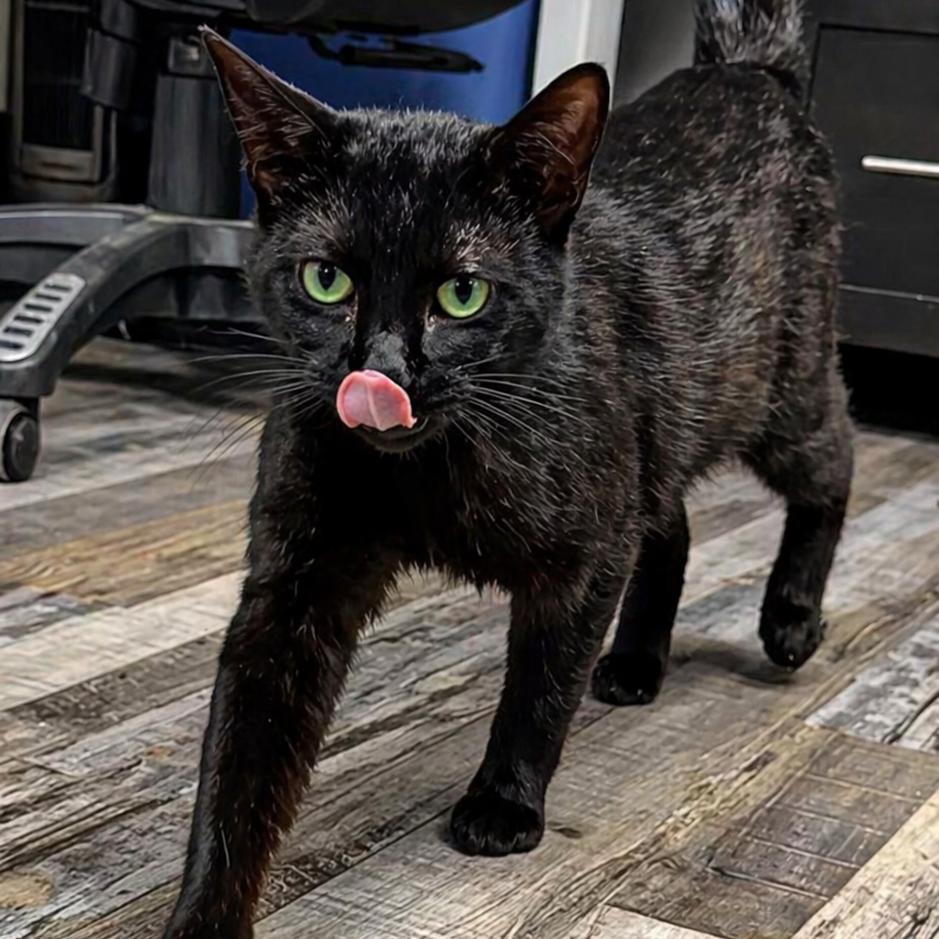 Enlarge Angus, a Adoptable Domestic Short Hair in Buchanan Dam, TX image 2/3