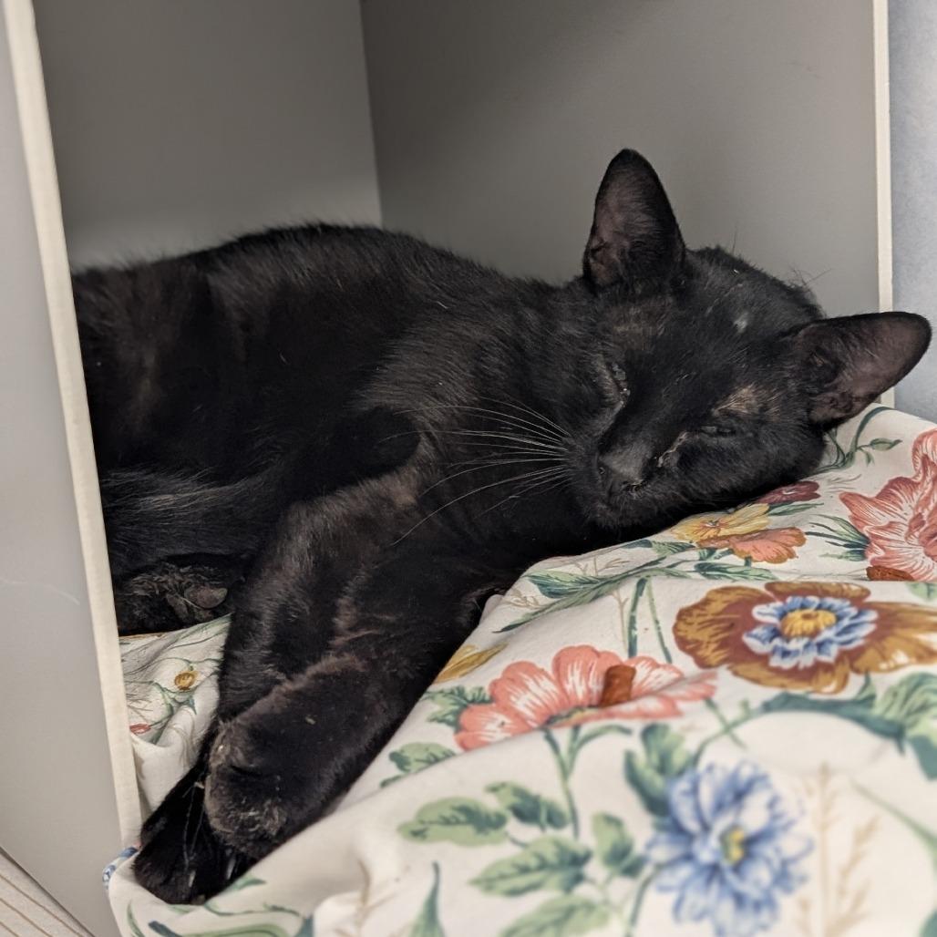 Enlarge Angus, a Adoptable Domestic Short Hair in Buchanan Dam, TX image 3/3