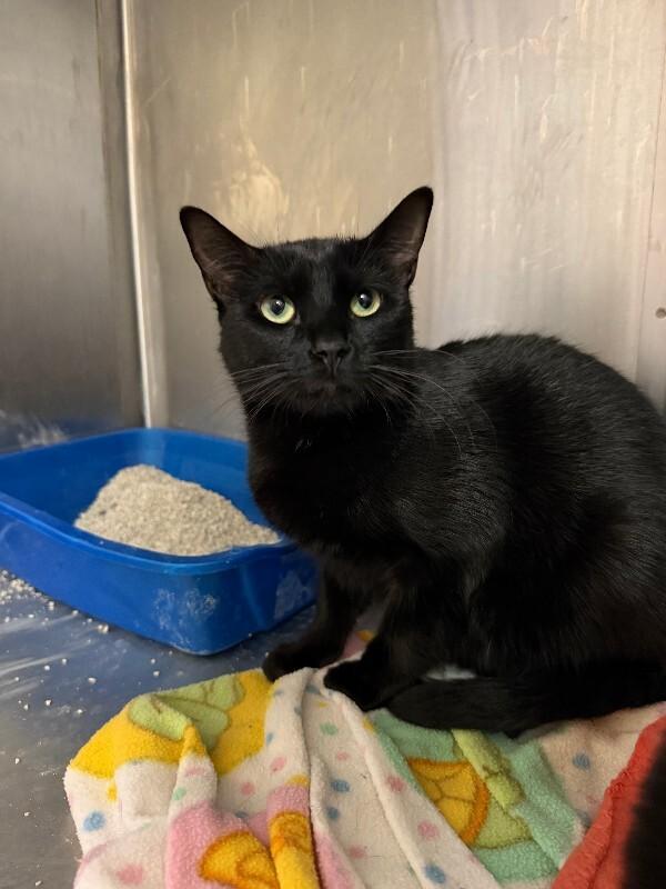Freddy, a Adoptable Domestic Short Hair in Fort Collins, CO image 1/2