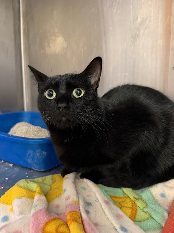 Freddy, a Adoptable Domestic Short Hair in Fort Collins, CO image 2/2