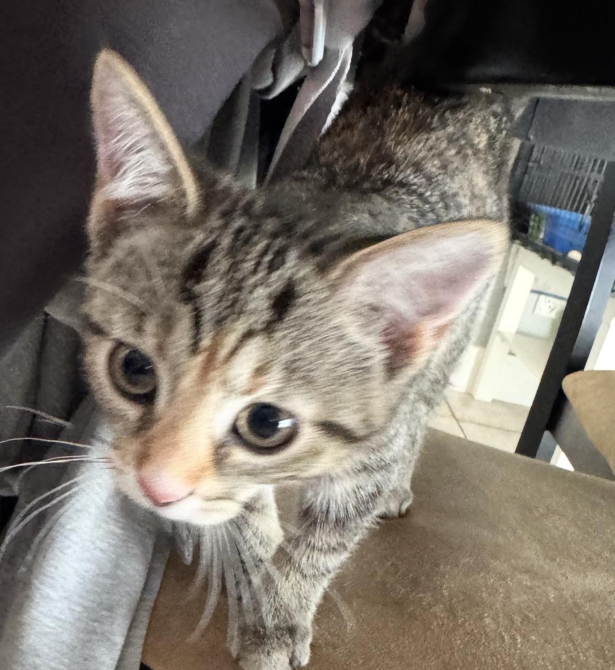 Molly, a Adoptable Domestic Short Hair in Maineville, OH image 2/5