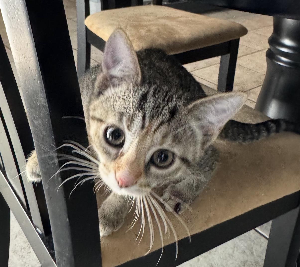 Molly, a Adoptable Domestic Short Hair in Maineville, OH image 3/5