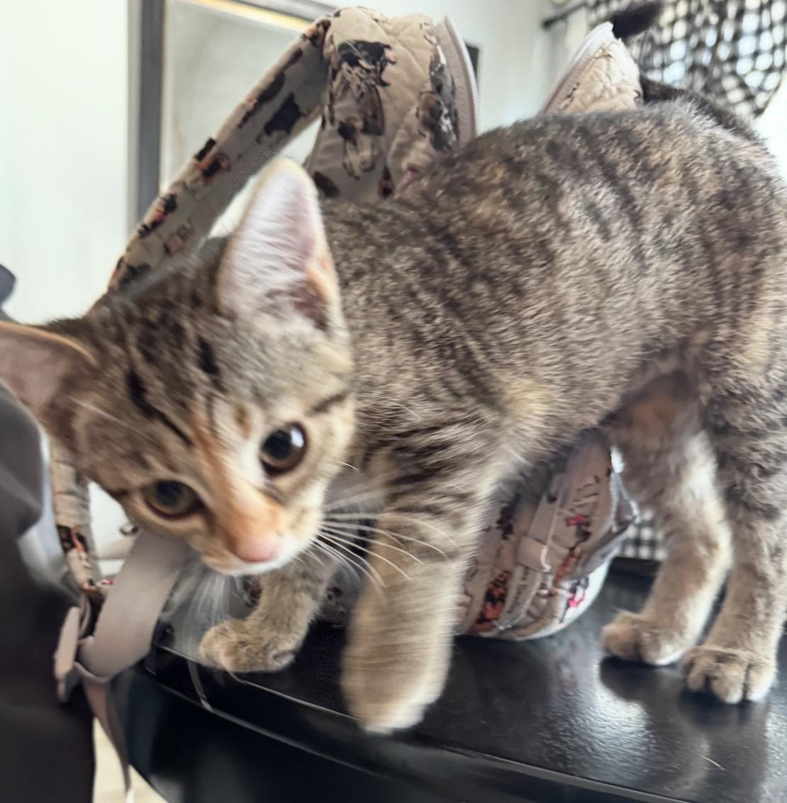 Molly, a Adoptable Domestic Short Hair in Maineville, OH image 4/5