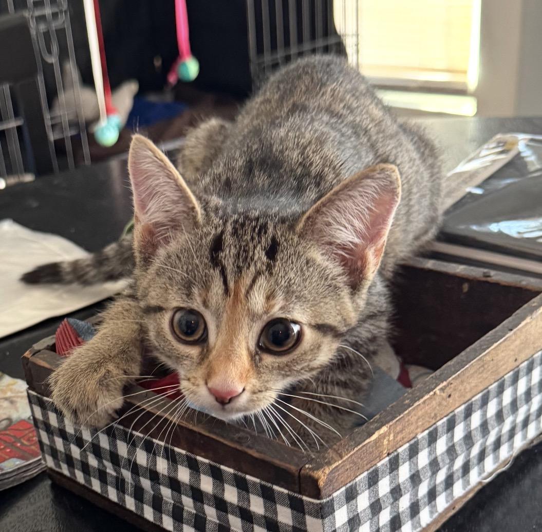 Molly, Adoptable, Kitten Female Domestic Short Hair.