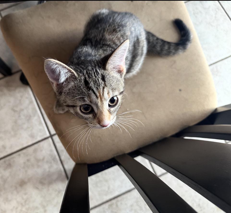 Molly, a Adoptable Domestic Short Hair in Maineville, OH image 5/5