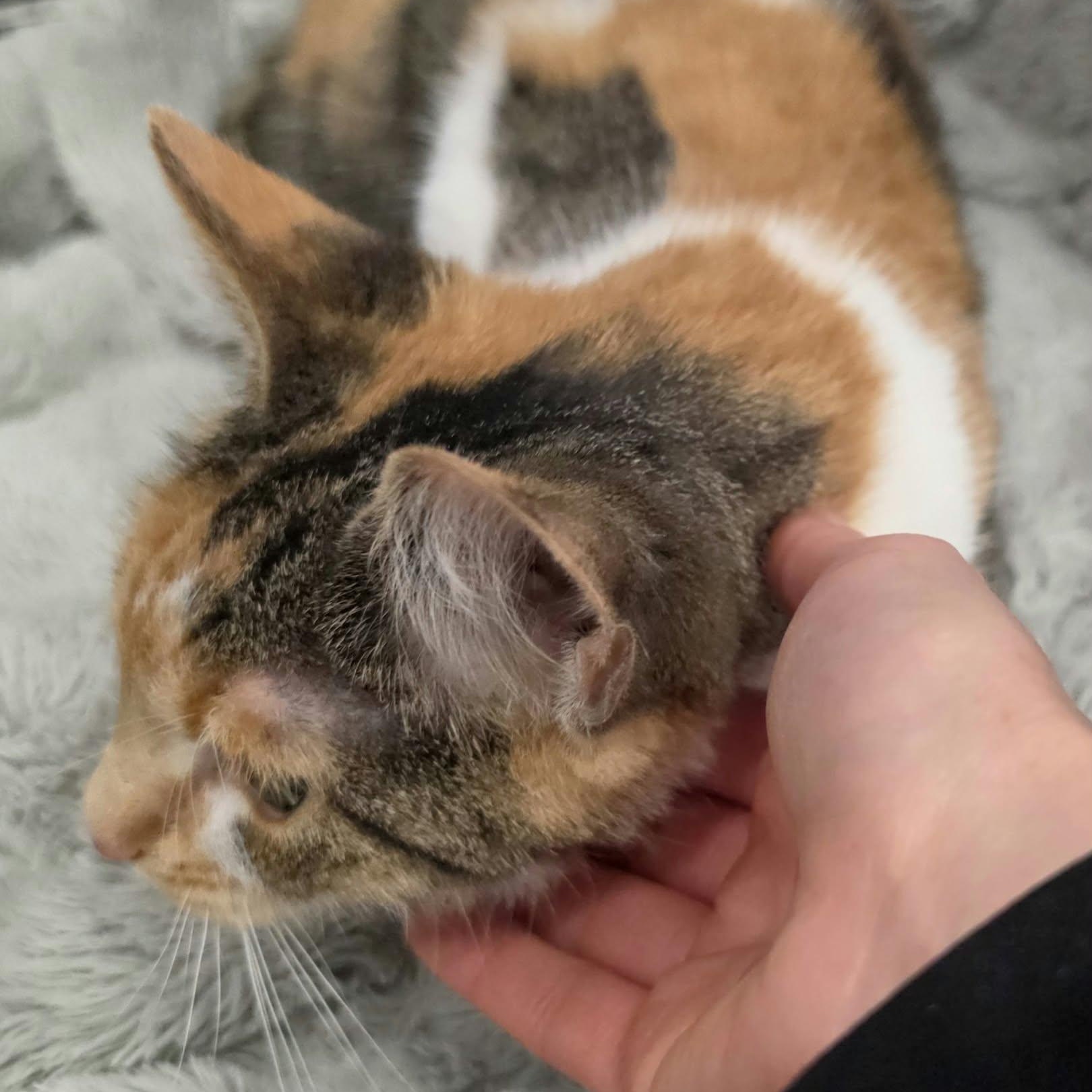 Enlarge Patches, Beautiful Girl, a Adopted Domestic Short Hair in Meriden, CT image 3/6