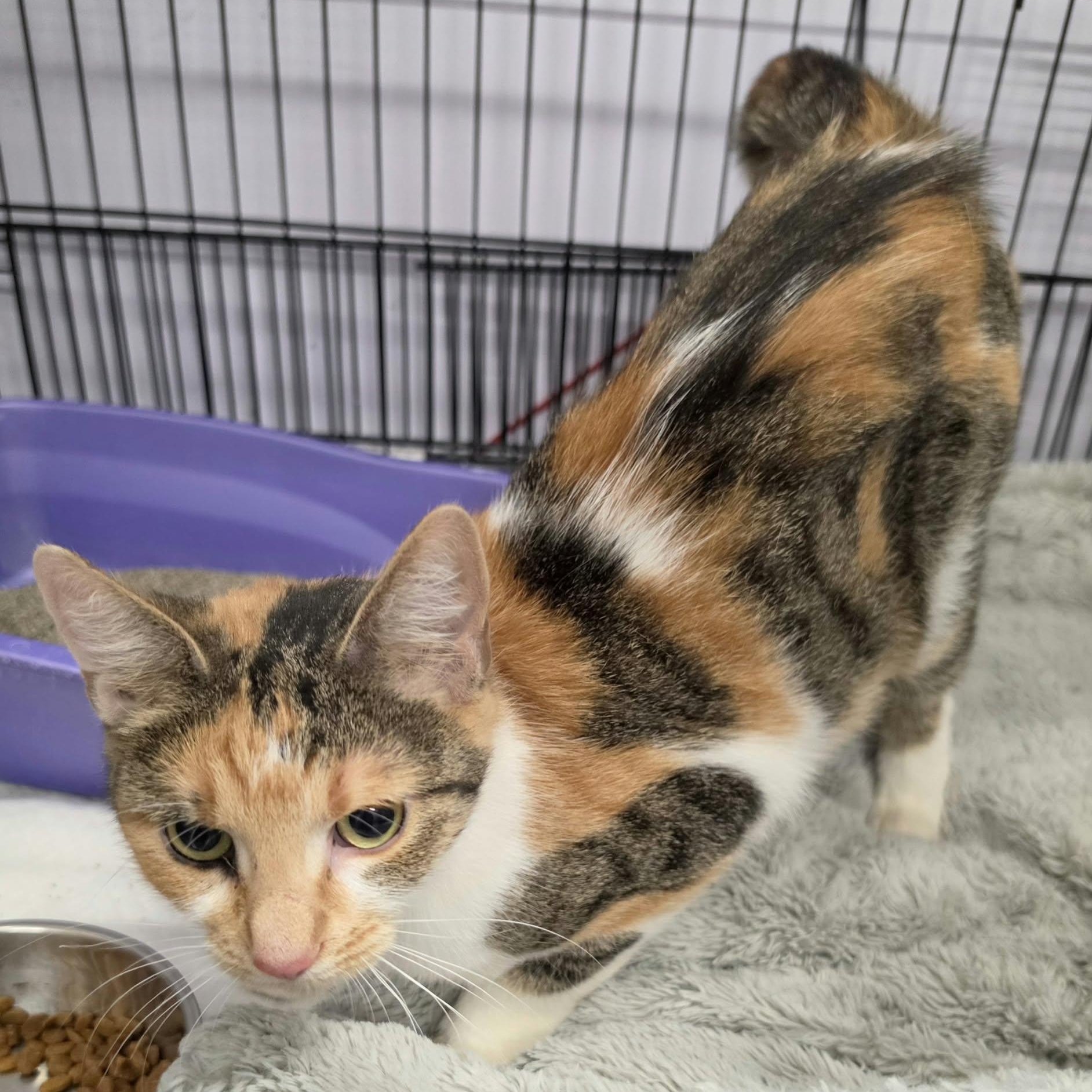 Enlarge Patches, Beautiful Girl, a Adopted Domestic Short Hair in Meriden, CT image 6/6