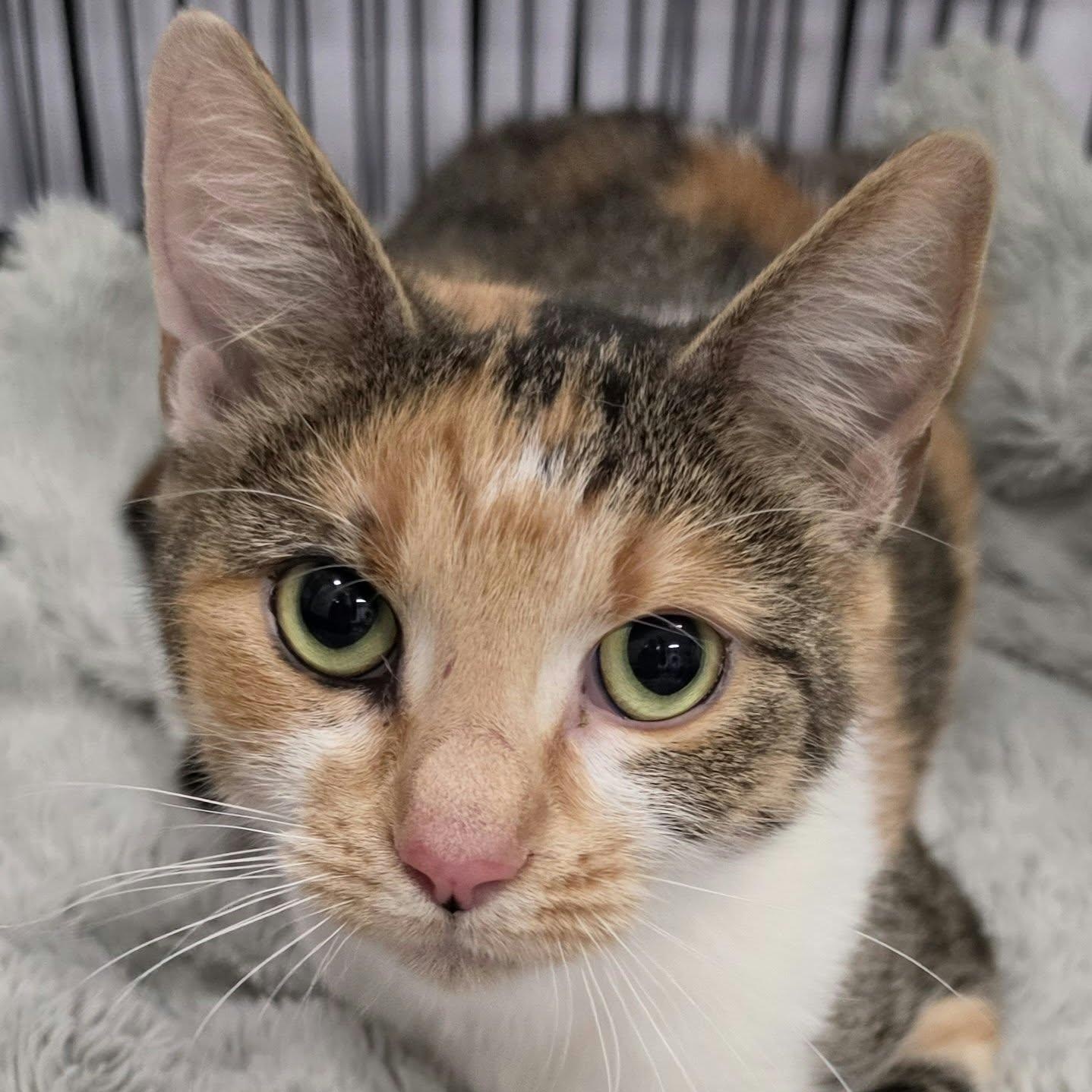 Enlarge Patches, Beautiful Girl, a Adopted Domestic Short Hair in Meriden, CT image 1/6