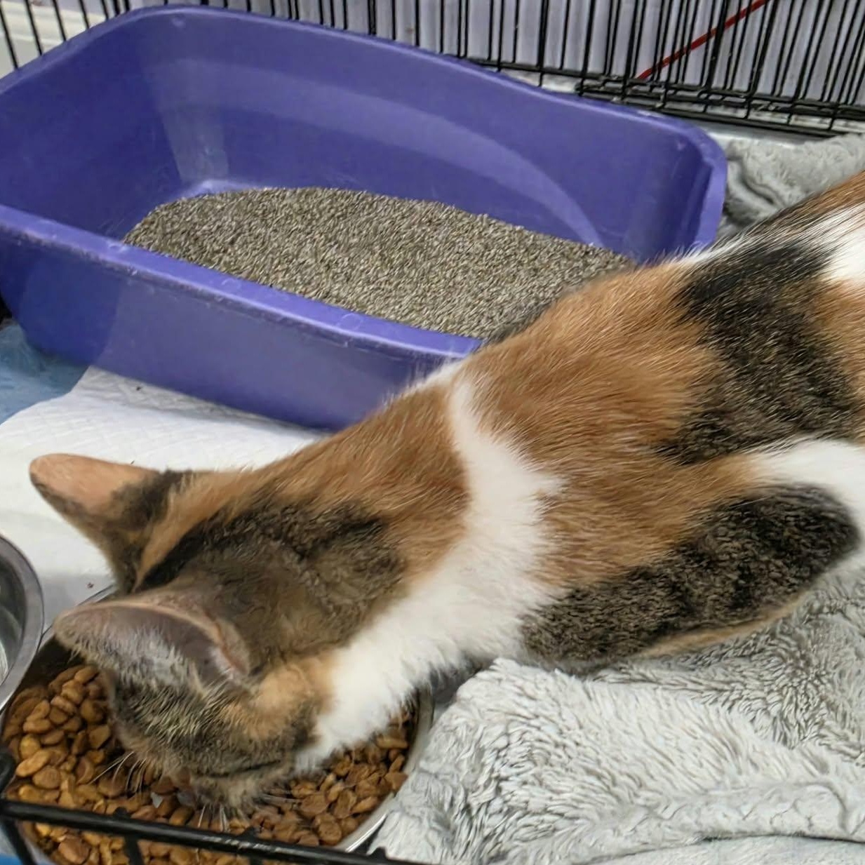 Enlarge Patches, Beautiful Girl, a Adopted Domestic Short Hair in Meriden, CT image 4/6