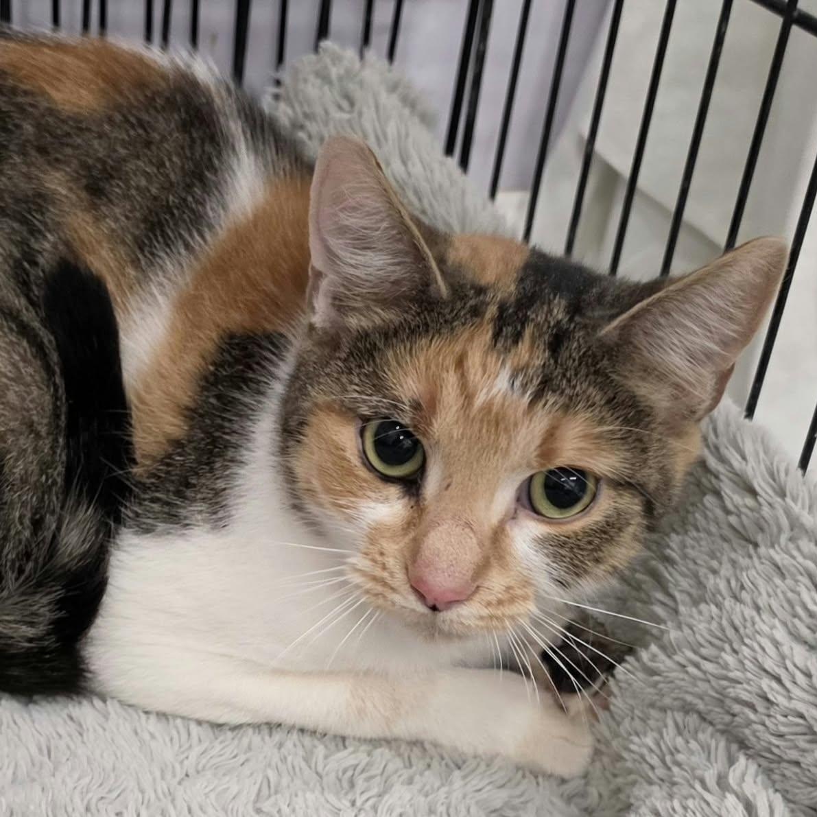 Enlarge Patches, Beautiful Girl, a Adopted Domestic Short Hair in Meriden, CT image 2/6