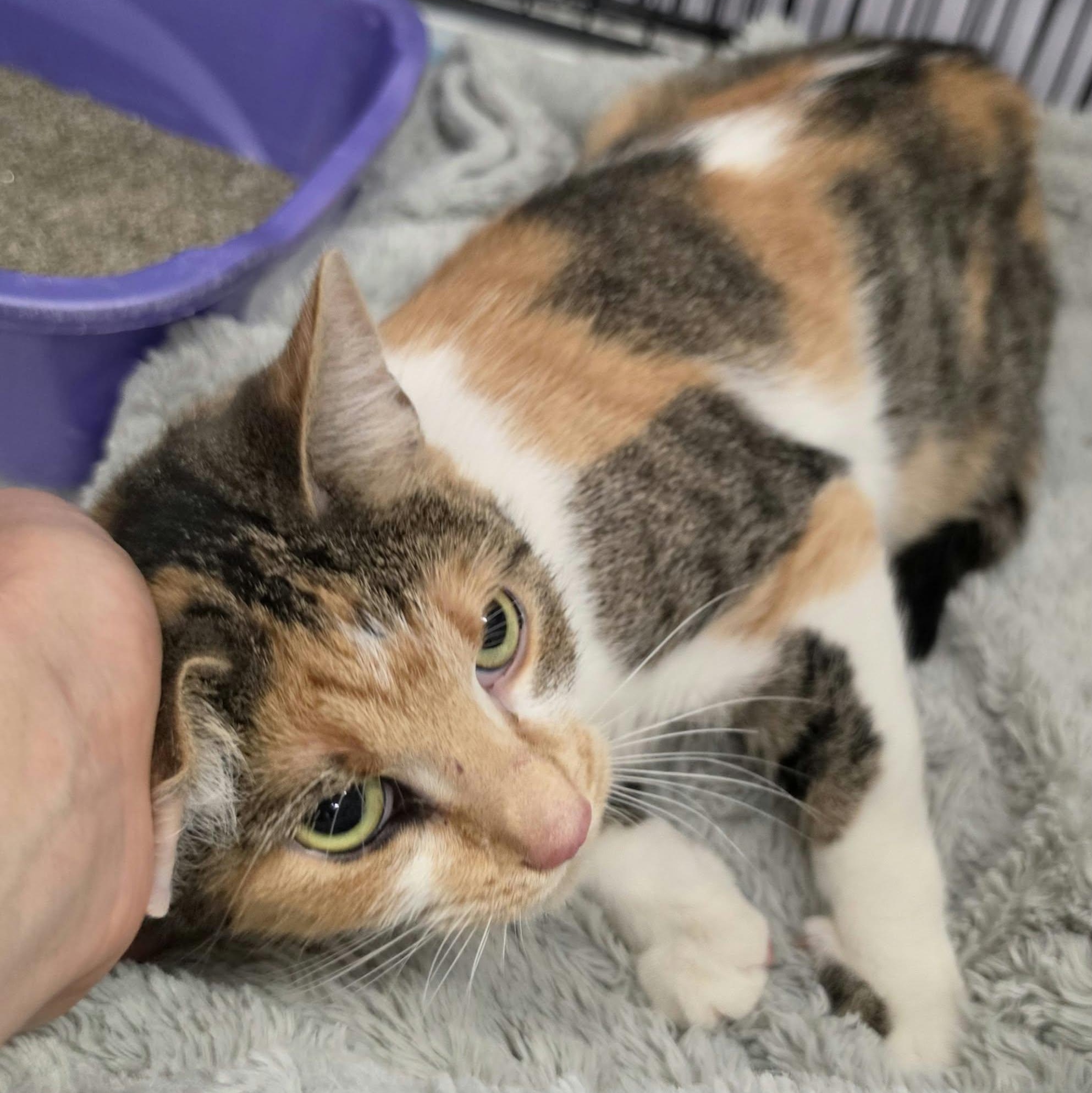 Enlarge Patches, Beautiful Girl, a Adopted Domestic Short Hair in Meriden, CT image 5/6
