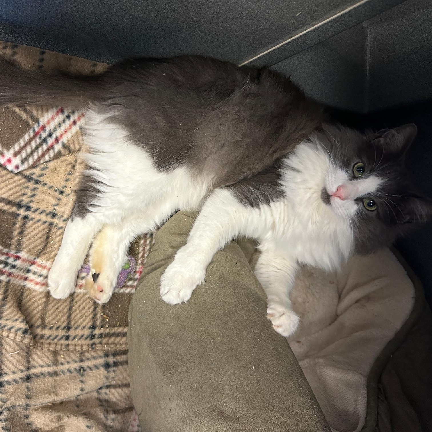 Enlarge Ghost, a ADOPTABLE Domestic Medium Hair in Oberlin, OH image 2/4