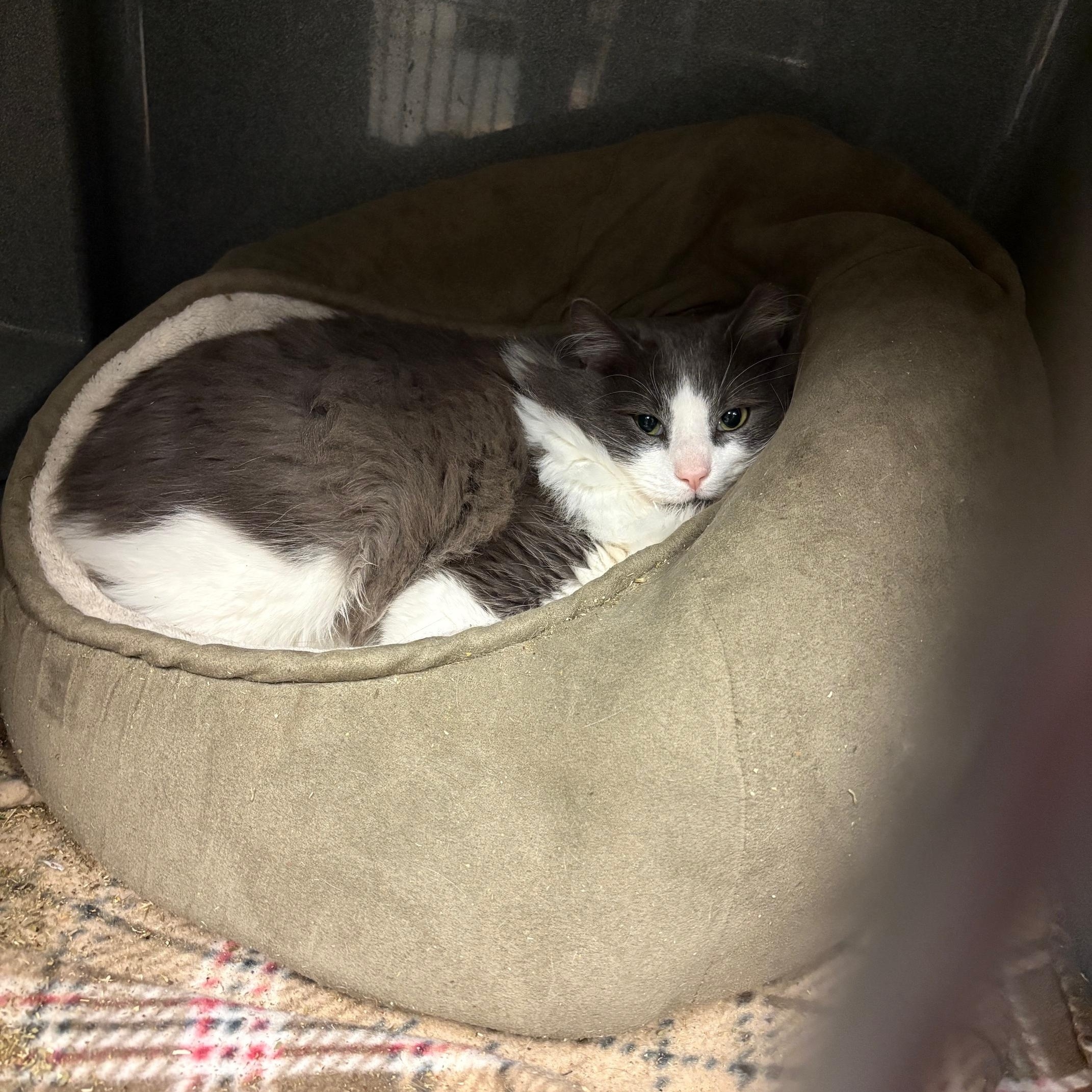 Enlarge Ghost, a ADOPTABLE Domestic Medium Hair in Oberlin, OH image 4/4