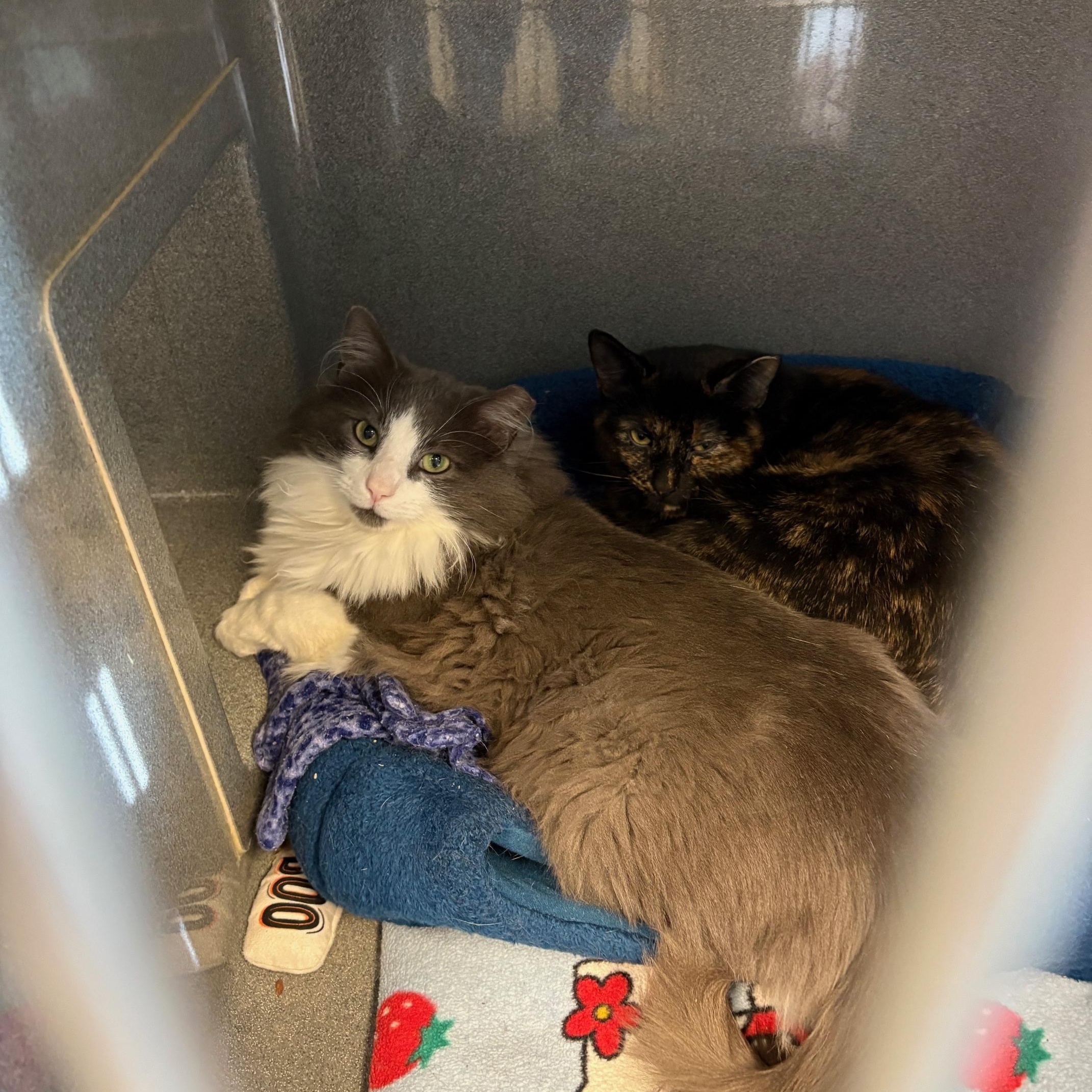 Ghost, ADOPTABLE, Young Male Domestic Medium Hair.