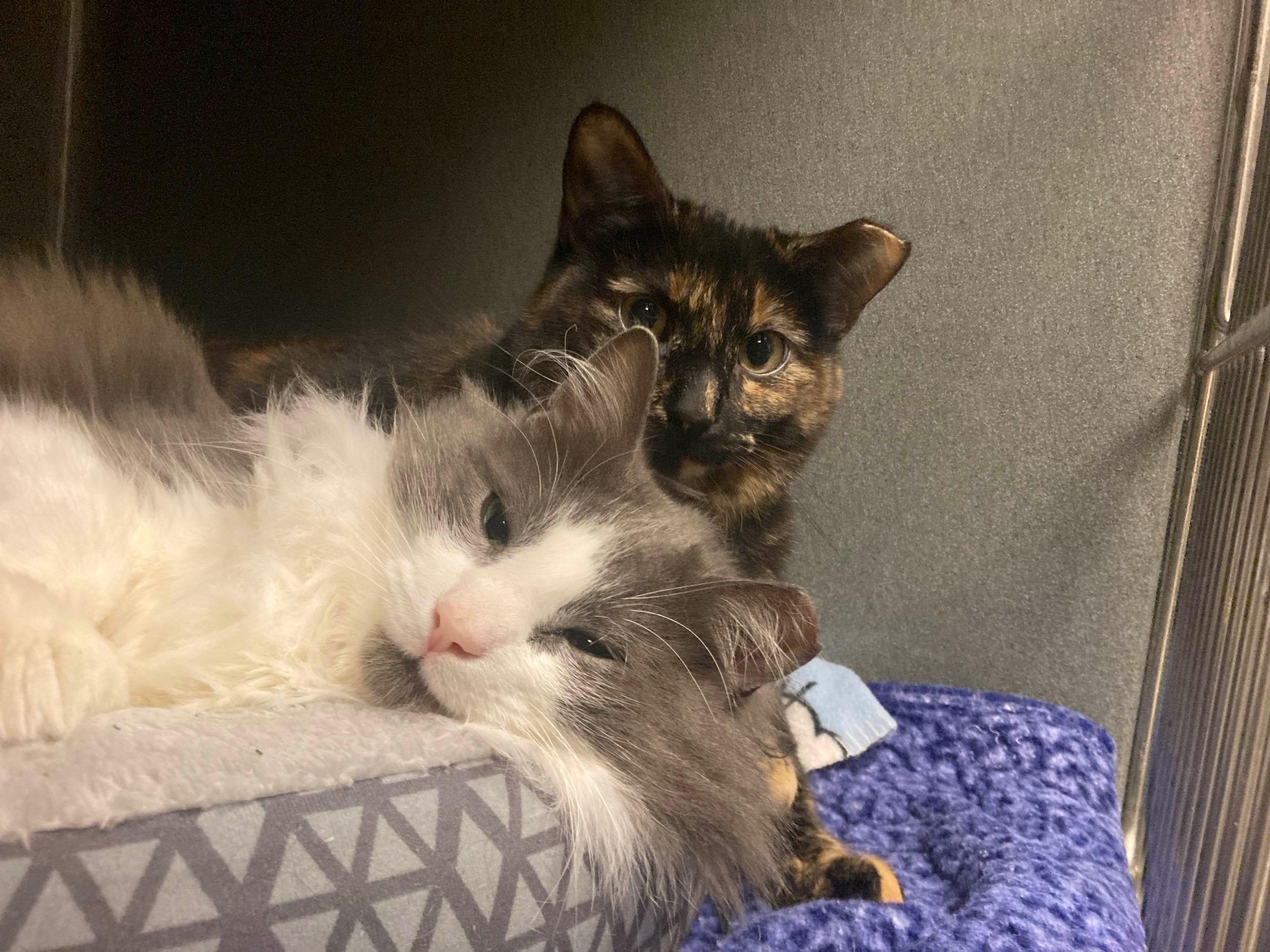 Enlarge Ghost, a ADOPTABLE Domestic Medium Hair in Oberlin, OH image 3/4