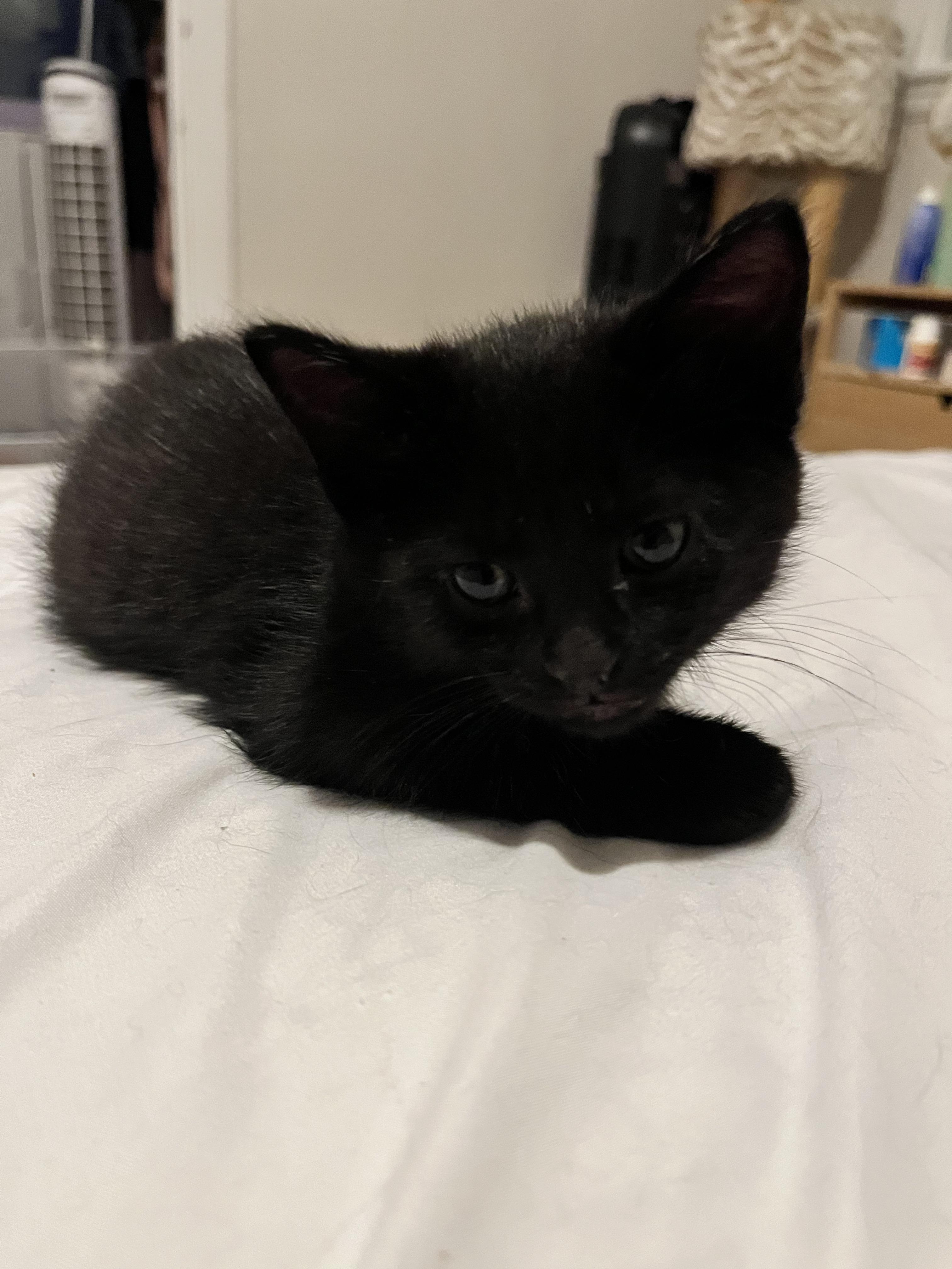 MARTIN, a Adoptable Domestic Short Hair in Tillsonburg, ON image 4/6