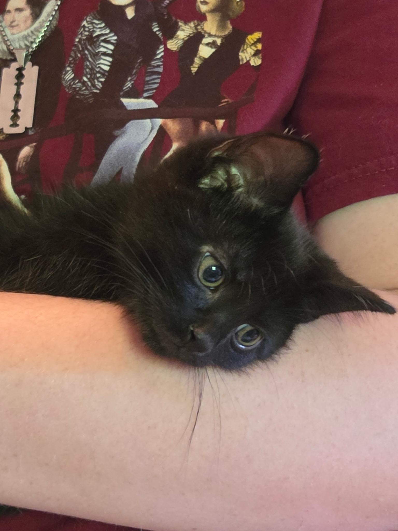 MARTIN, a Adoptable Domestic Short Hair in Tillsonburg, ON image 5/6