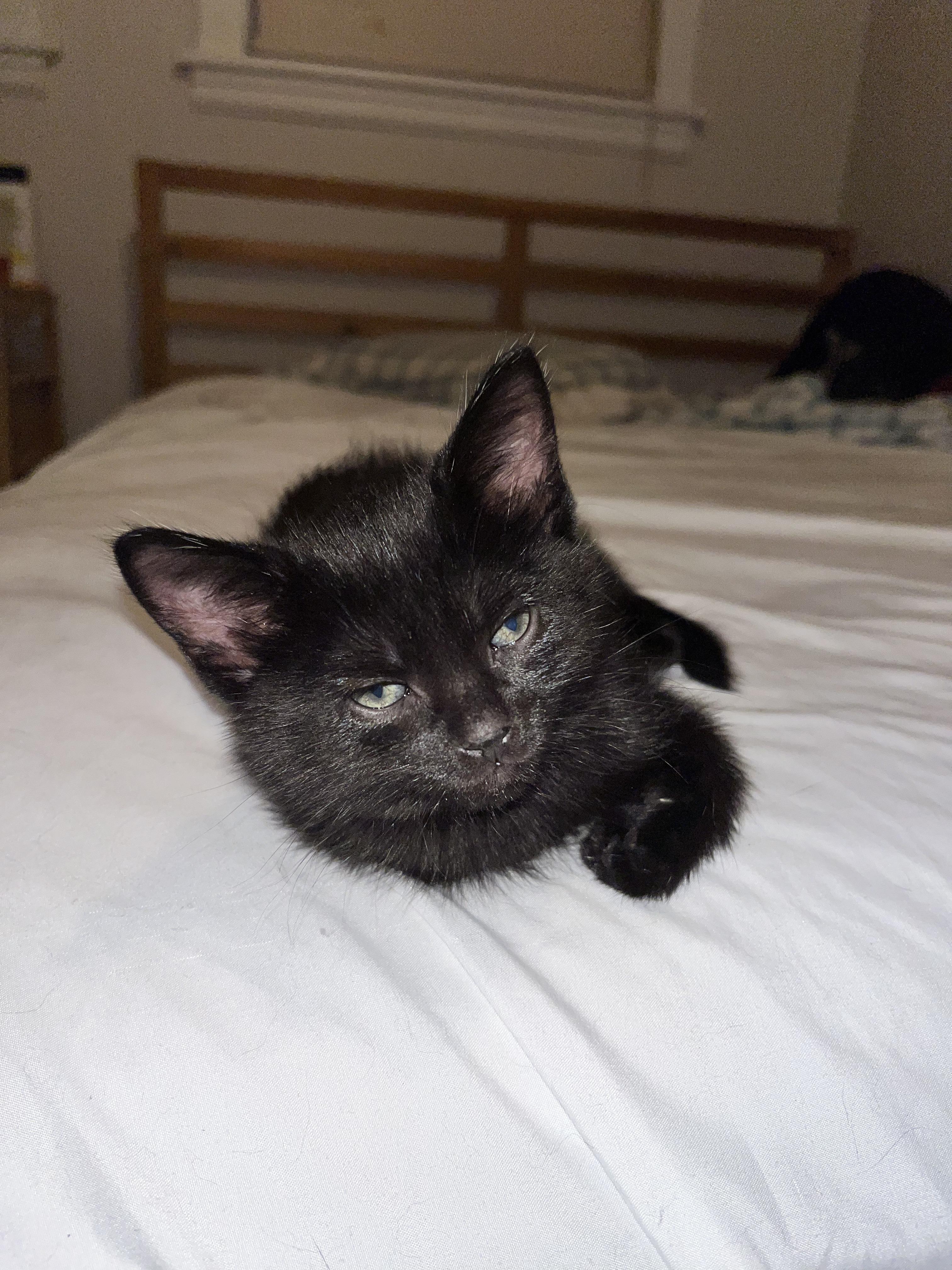 MARTIN, a Adoptable Domestic Short Hair in Tillsonburg, ON image 3/6