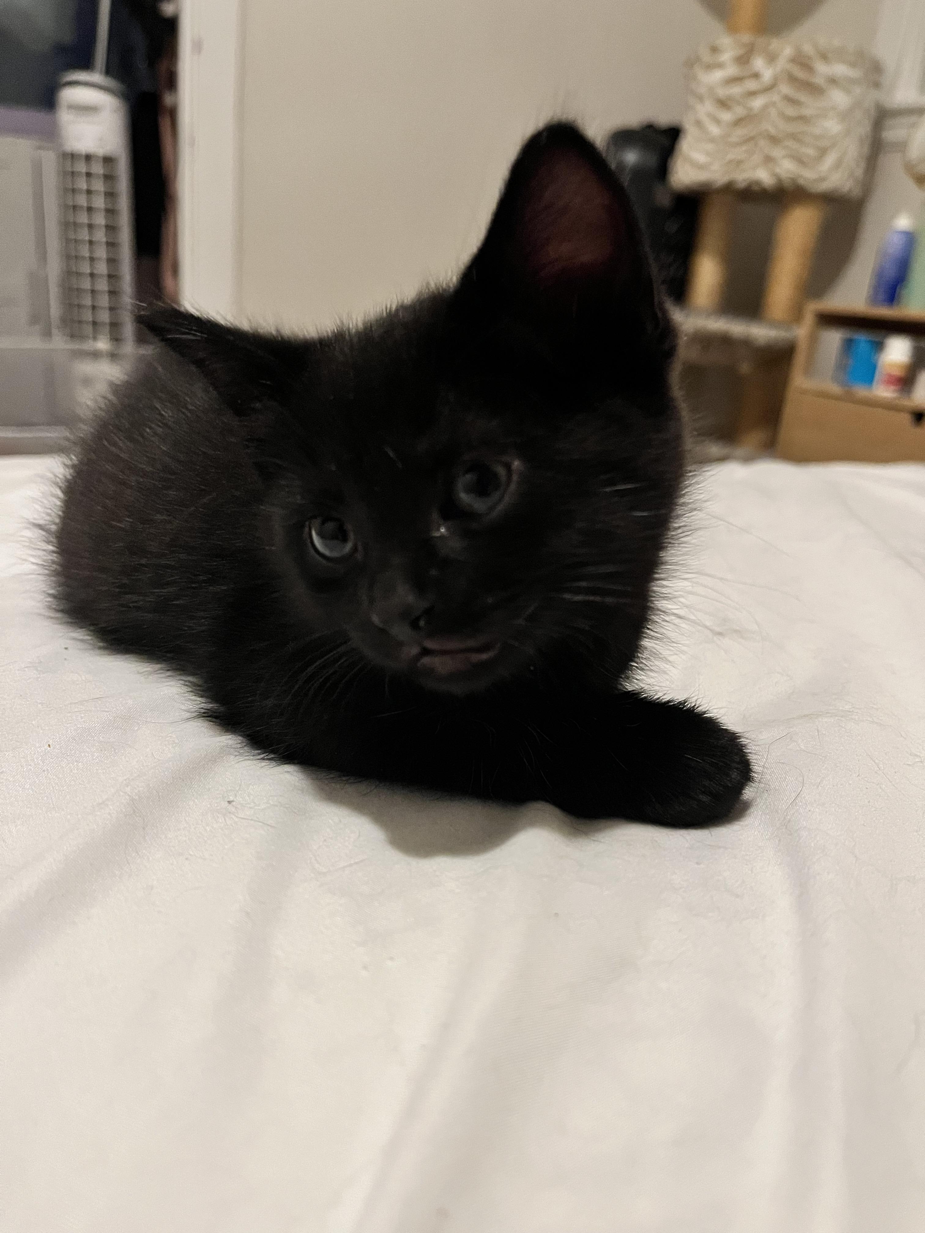 MARTIN, a Adoptable Domestic Short Hair in Tillsonburg, ON image 2/6