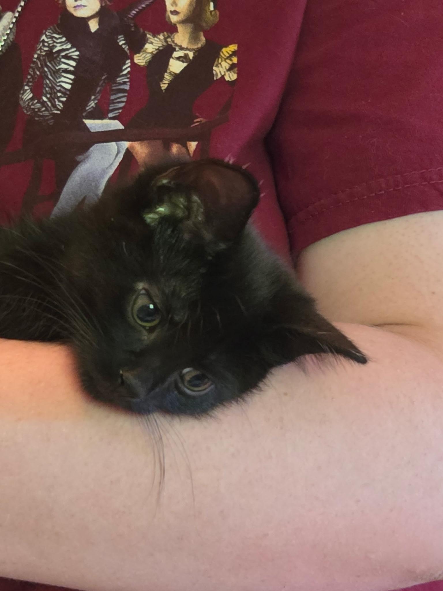 MARTIN, a Adoptable Domestic Short Hair in Tillsonburg, ON image 1/6