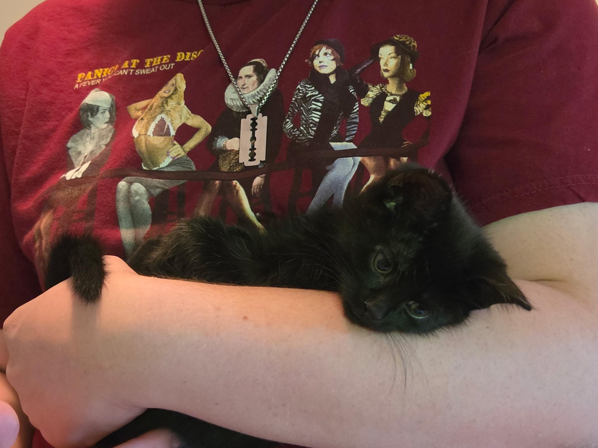 MARTIN, a Adoptable Domestic Short Hair in Tillsonburg, ON image 6/6