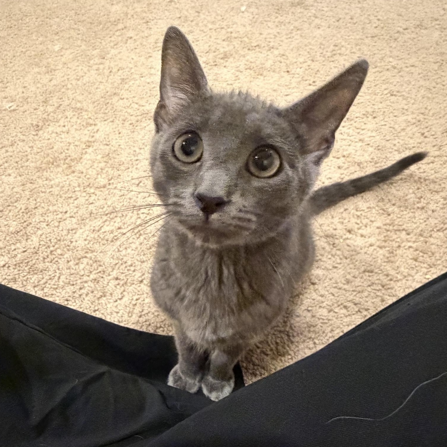Jade, adopted, Kitten Female Russian Blue & Domestic Short Hair.