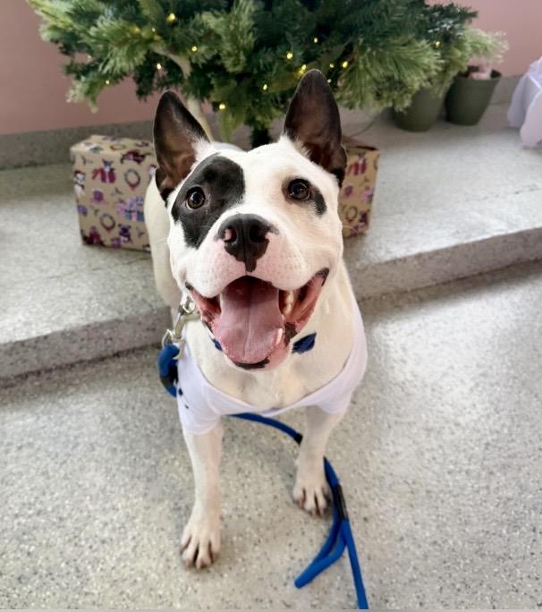 Rascal, Adoptable, Young Male Pit Bull Terrier.