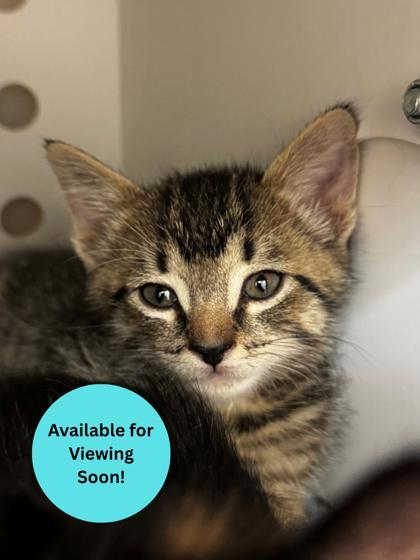 Lil Ricky, Adoptable, Kitten Male Domestic Short Hair & Domestic Short Hair.