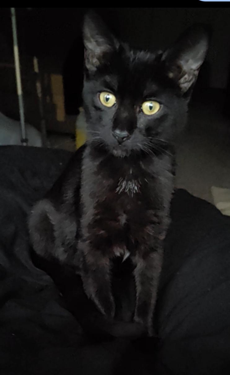 Enlarge Mowgly, a Adoptable mixed breed in Walled Lake, MI image 1/3