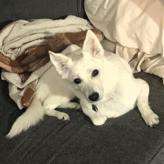 Enlarge Marshmellow, a Adoptable American Eskimo Dog in Shawnee, KS image 1/3