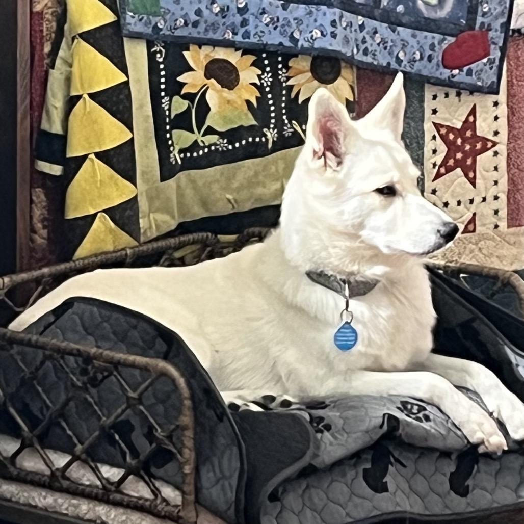 Enlarge Marshmellow, a Adoptable American Eskimo Dog in Shawnee, KS image 2/3