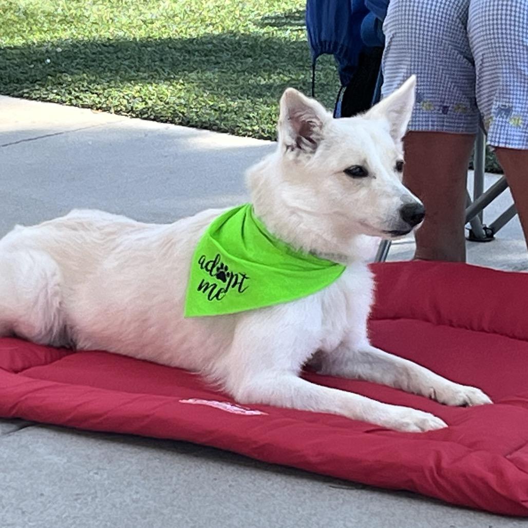 Enlarge Marshmellow, a Adoptable American Eskimo Dog in Shawnee, KS image 3/3