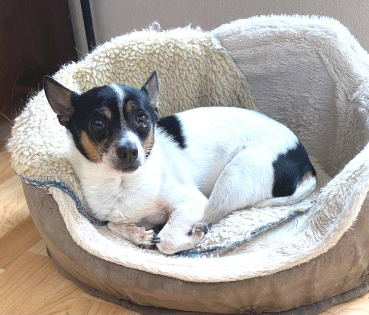 Zeke, Adoptable, Senior Male Rat Terrier.