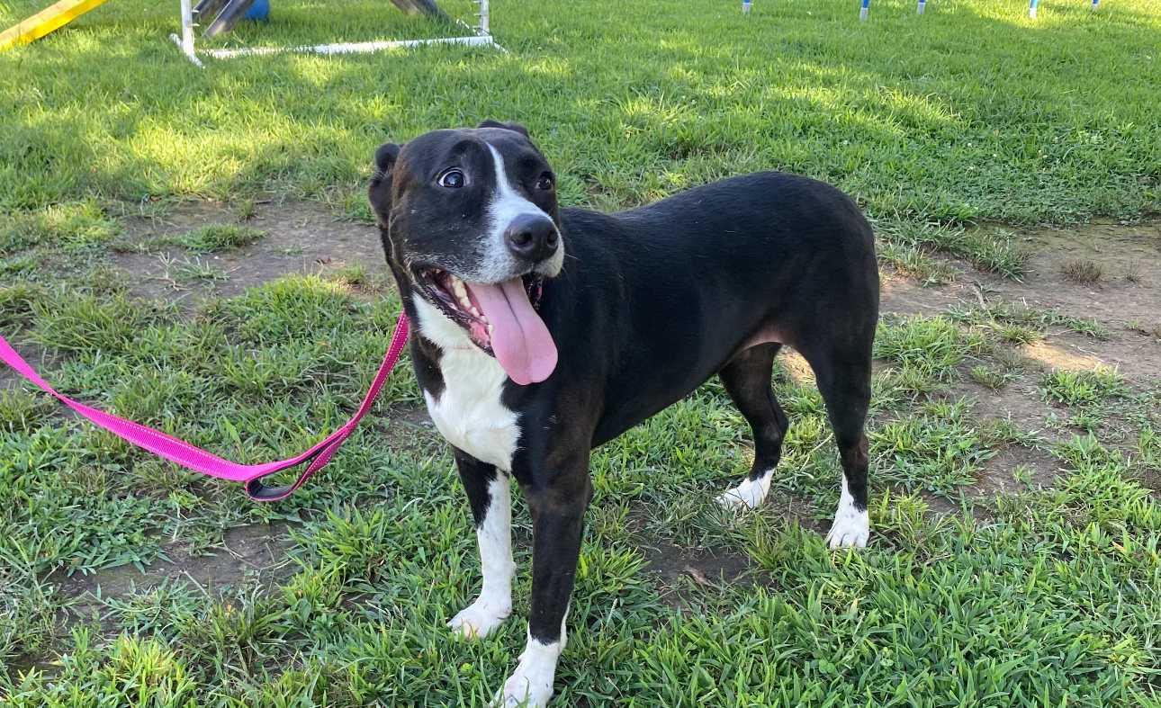 Enlarge Dee, a Adoptable Mixed Breed in Fairfield, NJ image 3/6